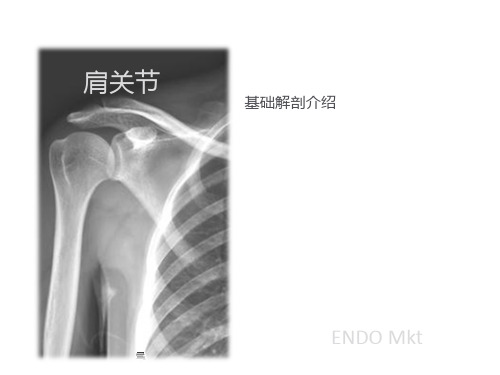 1.1-肩关节解剖及基础介绍