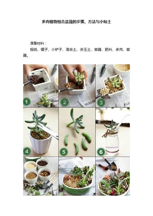 多肉植物组合盆栽的步骤、方法与小贴士