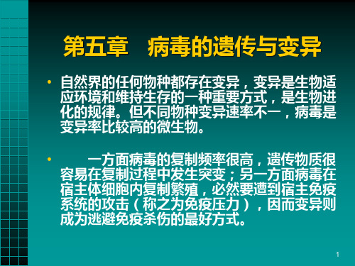 病毒的遗传与变异