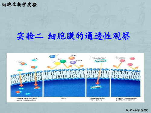 实验细胞膜的通透性实验