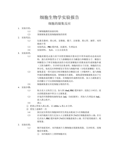 细胞的凝集反应 实验报告