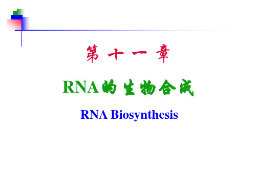 第11章rna生物合成转录