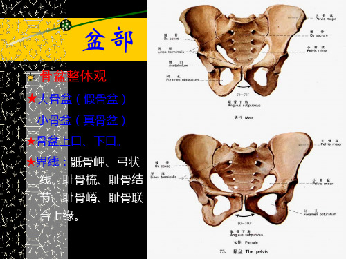 盆部正常CT解剖