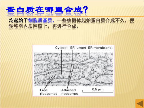 蛋白质的分选