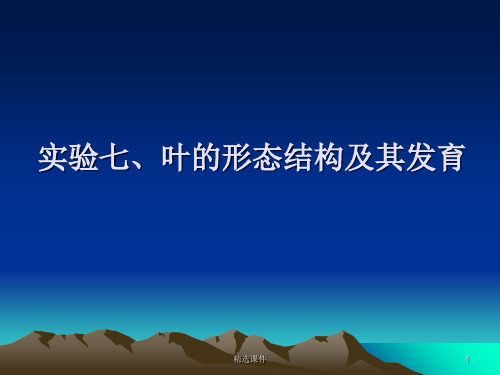 实验七、叶的形态结构及其