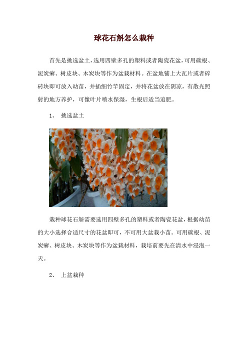 球花石斛怎么栽种