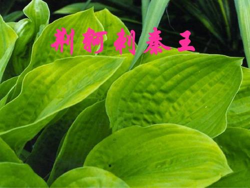 荆轲刺秦王第三课时