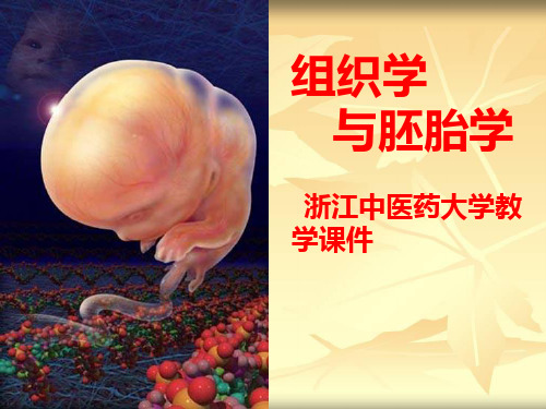 组织学与胚胎学07神经组织