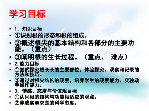 4.1.5  根的结构与功能  课件(34张PPT)-2023-2024学年济南版生物八年级上册