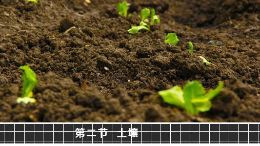 5.2 土壤(共49张PPT)课件 2020-2021学年高一地理人教版(2019)必修第一册