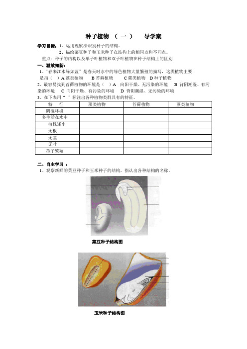 种子植物    导学案