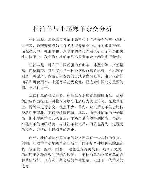 杜泊羊与小尾寒羊杂交分析