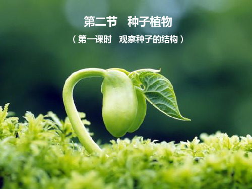 《种子植物》第一课时课件