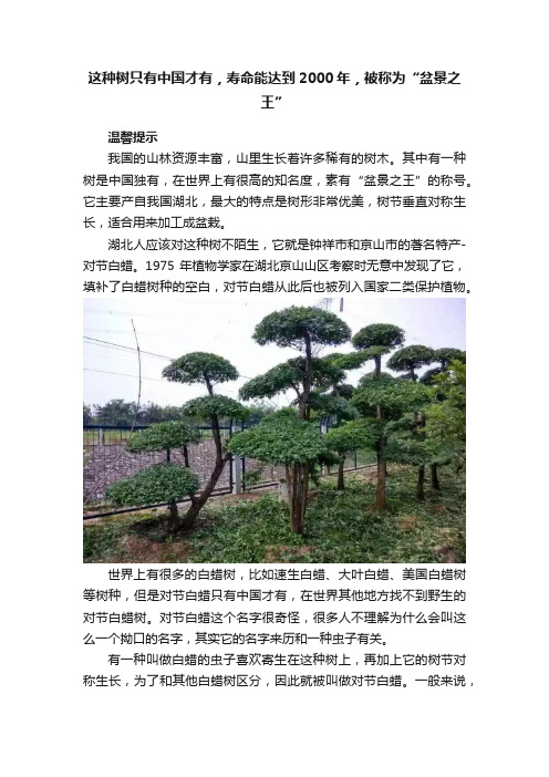 这种树只有中国才有，寿命能达到2000年，被称为“盆景之王”