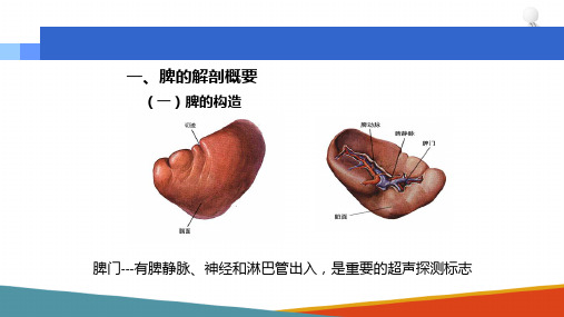 脾脏超声探测技术 脾脏正常超声表现