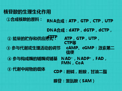 核酸的降解和核苷酸代谢K