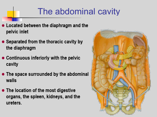 局部解剖学-腹腔The abdominal cavity 英文课件