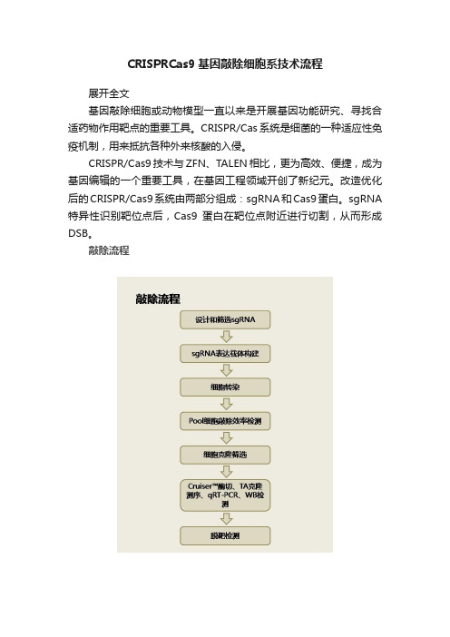 CRISPRCas9基因敲除细胞系技术流程