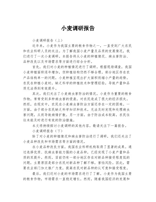 小麦调研报告