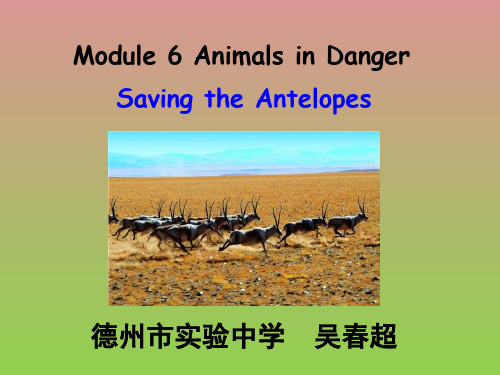 外研版必修五精品课件Module6AnimalsinDanger(共20张PPT)