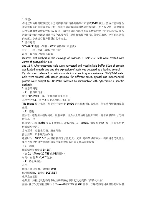 蛋白质分析技术(Western Blot、ELISA、免疫荧光与免疫组化技术)