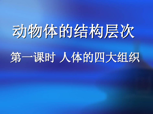 动物体的结构层次人体的四大组织