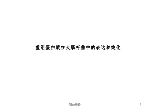 蛋白表达纯化