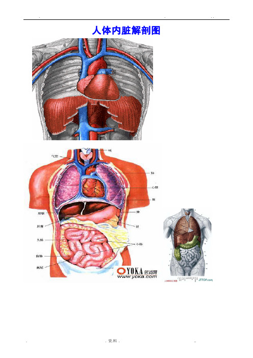 人体各部分及内脏解剖图(全)