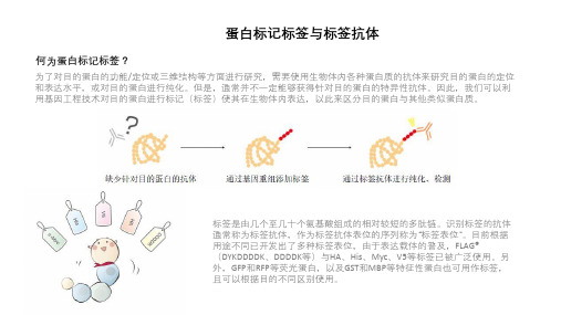 蛋白标记标签与标签抗体介绍