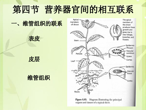 植物学：第4节 营养器官间的相互联系