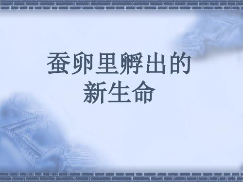 教科版科学三年级下册《蚕卵里孵出的新生命》探究课件