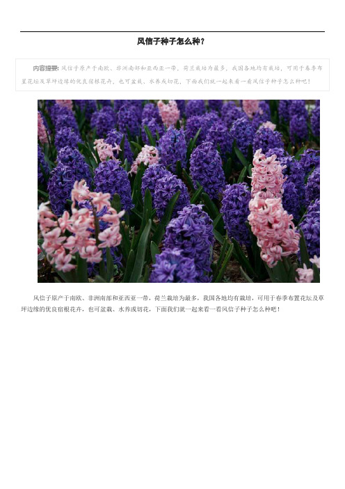 风信子种子怎么种