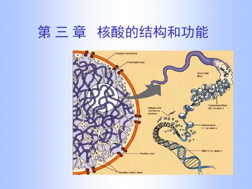 第三章核酸的结构和功能