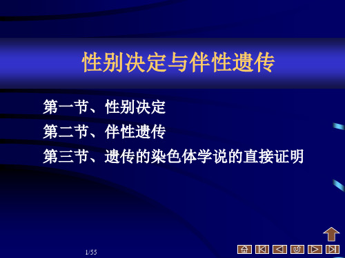 性别决定和伴性遗传ppt课件