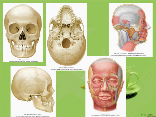 系统解剖学之头部