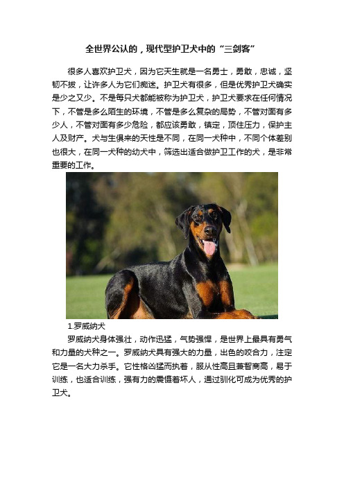 全世界公认的，现代型护卫犬中的“三剑客”