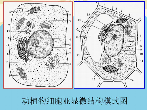 【优】动植物细胞亚显微结构模式图最全PPT资料