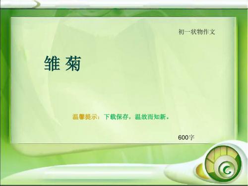 初一状物作文《雏 菊》600字