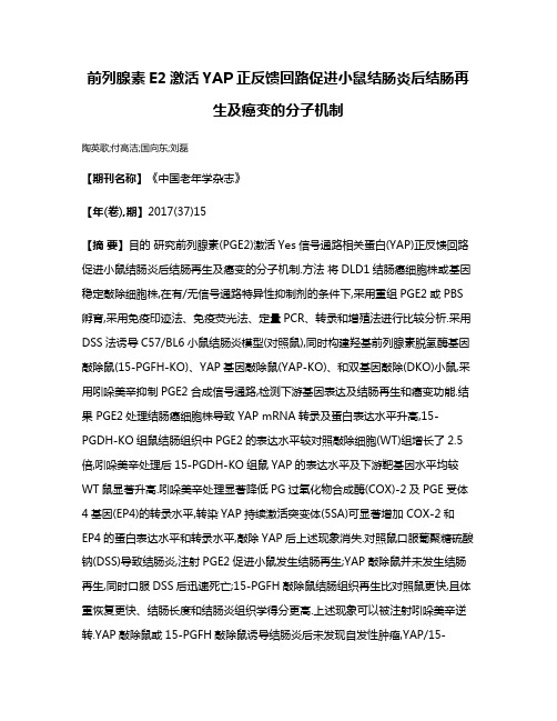 前列腺素E2激活YAP正反馈回路促进小鼠结肠炎后结肠再生及癌变的分子机制