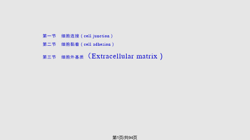 细胞社会的联系细胞连接细胞黏着和细胞外基质PPT课件