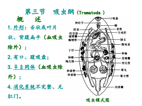 15章3节吸虫纲