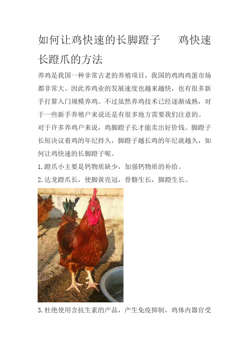 如何让鸡快速的长脚蹬子   鸡快速长蹬爪的方法