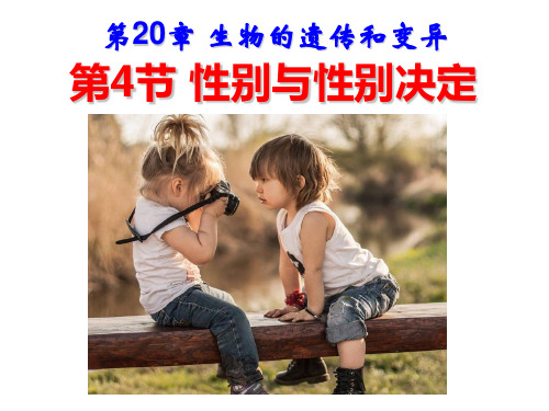 20.4性别和性别决定-2024-2025学年八年级生物上册同步备课优质课件(北师大版)