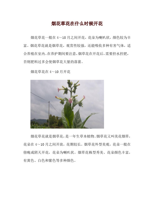 烟花草花在什么时候开花