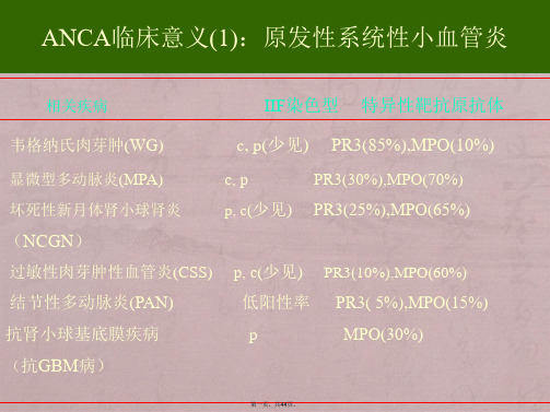 抗中性粒细胞胞浆抗体(ANCA)荧光判读与讲解