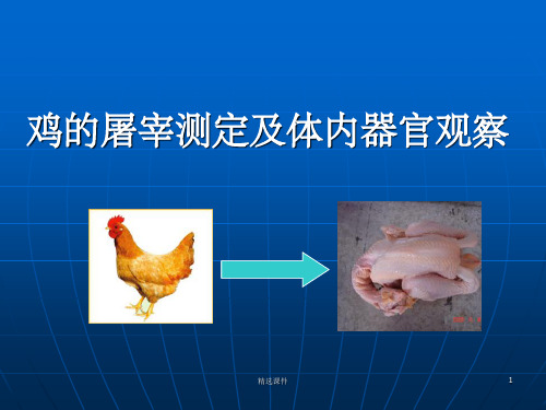 家禽的屠宰和屠宰率的测定方法ppt课件