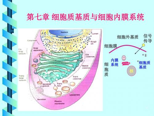 细胞生物学：第6章细胞基质与细胞内膜系统