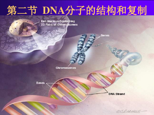 《高一生物DNA结构》PPT课件