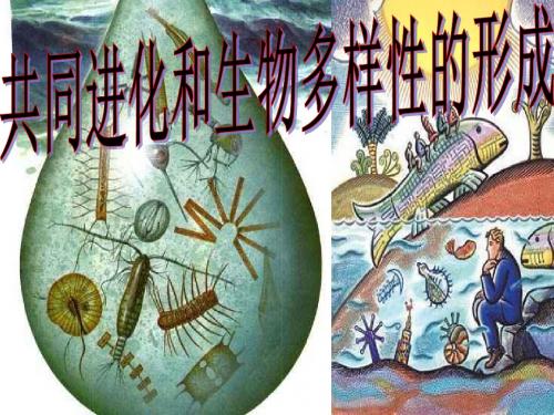 人教版高中生物必修2：遗传与进化共同进化与生物多样性的形成