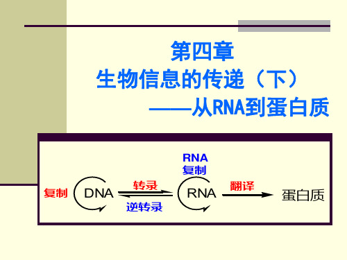 分子生物学： 翻译-精简版